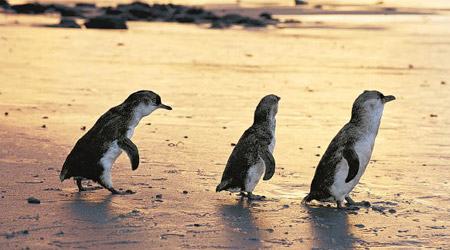 有小藍企鵝在澳洲棲息。（資料圖片）