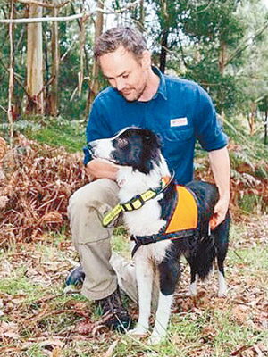 愛德華茲訓練狗隻協助尋找野生小動物。（互聯網圖片）