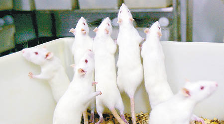 科學家發現老鼠注入罪犯血液後轉趨暴力。