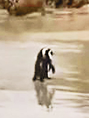 企鵝情侶牽手漫步海灘，羨煞旁人。（互聯網圖片）