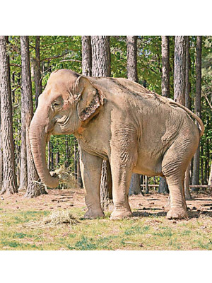 雪莉是北美其中一隻最年長大象。（互聯網圖片）