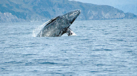 大西洋灰鯨曾是古羅馬人大肆捕殺的對象。