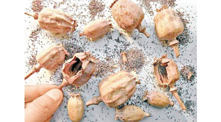 罌粟殼毒性雖較低，惟大量食用仍會成癮。