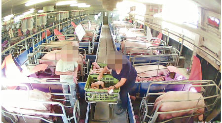 組織拍下豬場人員虐殺幼豬。（互聯網圖片）