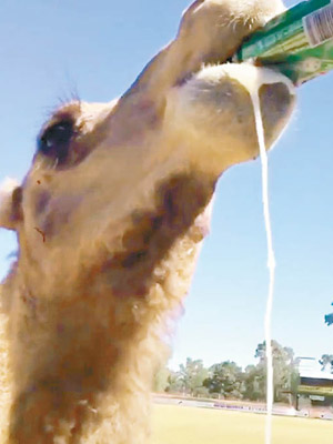 駱駝咬着鋁罐，仰頭將整罐啤酒灌下去。（互聯網圖片）