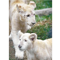 年幼白獅首度在動物園亮相。