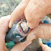 史密斯釣到食人魚近親，牙齒跟人牙相似。