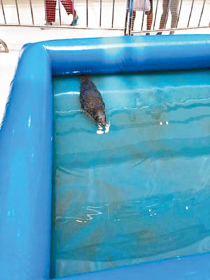 小海豹身處的水池污濁。（互聯網圖片）