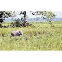 野生動物在樹林中棲息。