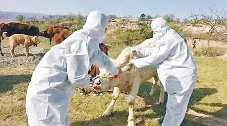 疫區牛隻需要接種疫苗。（互聯網圖片）