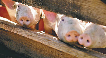 內地爆發非洲豬瘟疫情，影響養豬業。（互聯網圖片）