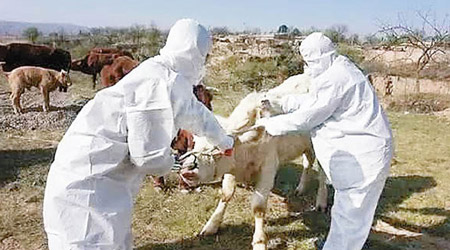 疫區牛隻需接受免疫接種。（互聯網圖片）