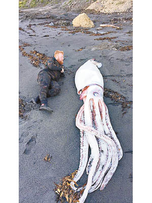 巨型魷魚全身幾乎完好無缺，死因有待調查。