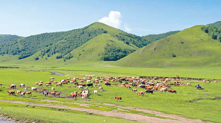內蒙古出現牛O型口蹄疫疫情。（互聯網圖片）