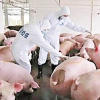 檢疫人員正檢查豬隻。（互聯網圖片）