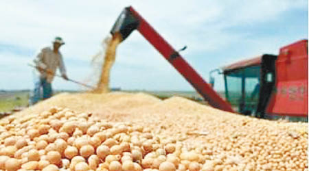 美國出口到中國的大豆數量將大減。（互聯網圖片）