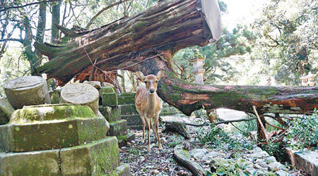 受損文物及古蹟（部分）<br>奈良春日大社<br>春日大社外的石燈籠被樹木砸毀。