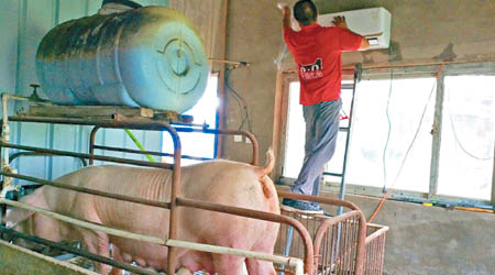 養豬戶在豬舍裝冷氣機防非洲豬瘟。（互聯網圖片）