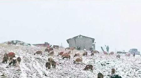 山上牲畜披上雪花。（互聯網圖片）
