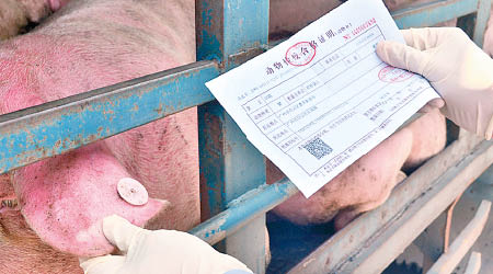 豬隻產地檢疫合格證的簽發過程中，存在貪腐及不法行為。