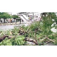 塌樹<br>沖繩多地有樹木倒塌。（美聯社圖片）