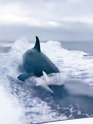 殺人鯨不停追趕漁船。（互聯網圖片）