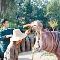 獸醫及飼養員檢查吃了膠袋的河馬。