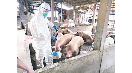 內地多地出現非洲豬瘟疫症。（互聯網圖片）