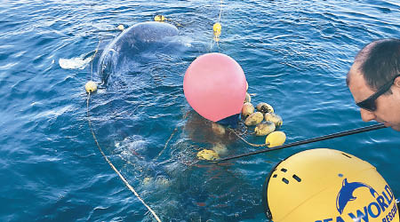 救援人員努力解救被困的幼鯨。（美聯社圖片）