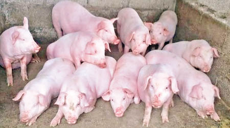 內地非洲豬瘟疫情持續擴散，影響豬肉供應。