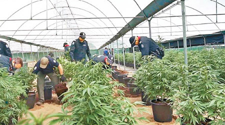 澳洲警方破獲大規模大麻種植場。