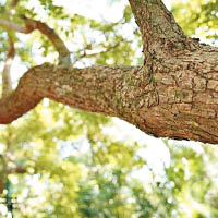 海南降香黃檀為最珍貴的硬木之一。