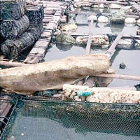 碳九洩漏造成魚排受污染，大批魚類死亡。