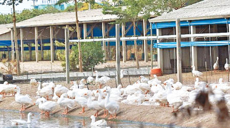 台灣爆H5H2禽疫，圖為當地養殖場。