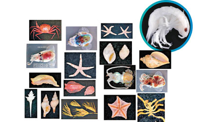 研究發現多種新深海物種，包括甲殼類生物Plakolana（圓圖）。