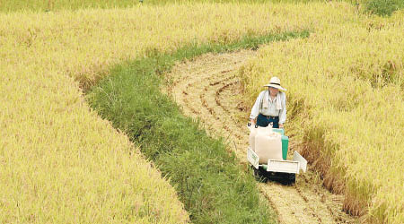 日本三一一大地震後，中國開始限制進口當地稻米。（互聯網圖片）