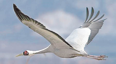 每年大批白枕鶴前往鄱陽湖越冬。（互聯網圖片）