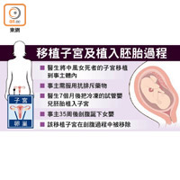 移植子宮及植入胚胎過程