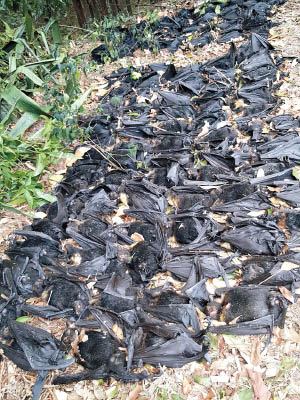 大量蝙蝠屍體鋪滿地上。（互聯網圖片）