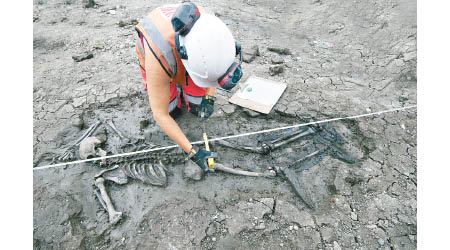 泰晤士河河床發現中世紀骸骨。
