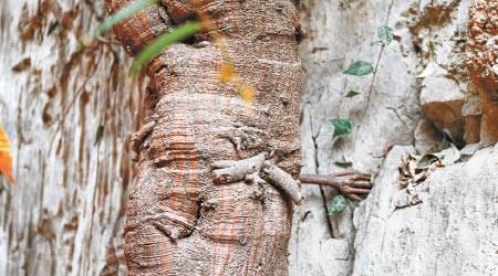 菩提樹的一支樹幹長出「佛手」。（互聯網圖片）