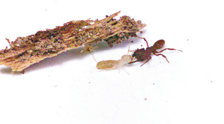 吸血鬼螞蟻的動作速度非凡。