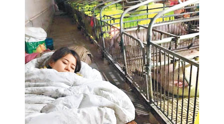 肖芳每年冬天都會搬入豬欄與豬過冬。（互聯網圖片）