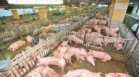 香港業界建議上水屠場（圖）統一屠宰供港的內地豬。（互聯網圖片）