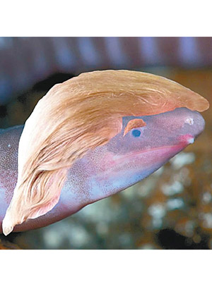 蚓螈被加上特朗普髮型。