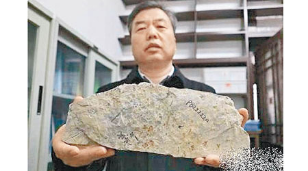 專家團隊發現南京花化石。（互聯網圖片）