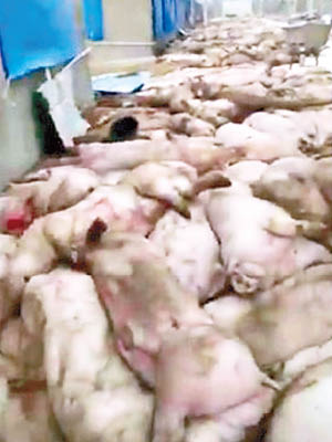 網傳福建村莊道路堆滿死豬，地上血漬斑斑。（互聯網圖片）
