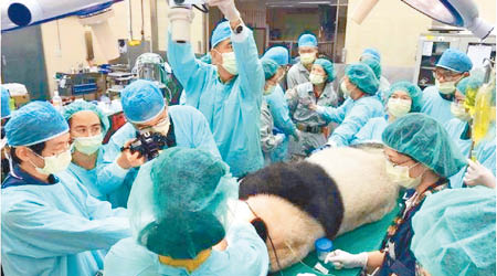 醫療團隊為大熊貓裝上鈦金屬牙套。（互聯網圖片）