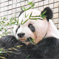 大陸贈大熊貓予台北市立動物園。（互聯網圖片）