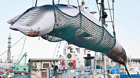 日本將恢復商業捕鯨，引起國際社會反對。（美聯社圖片）